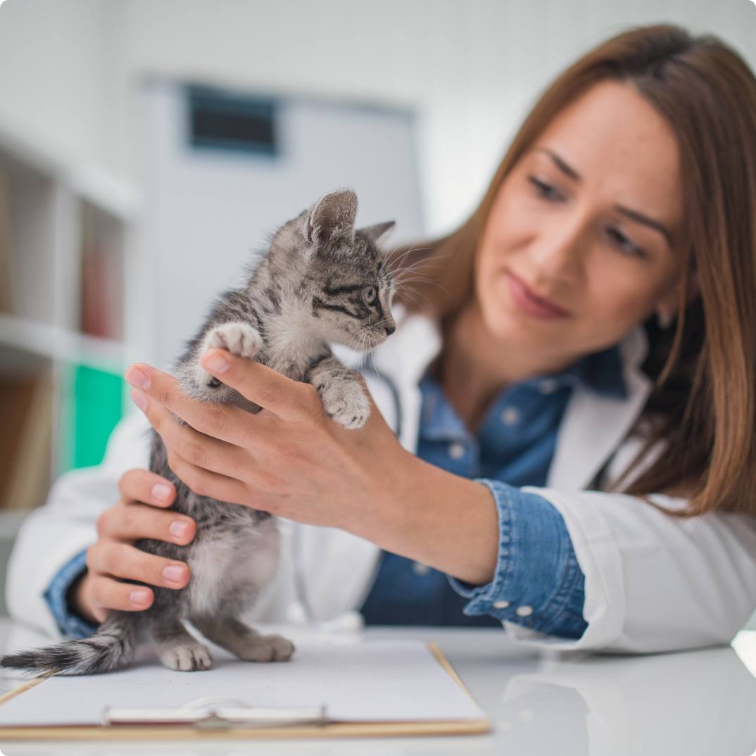 Female Veterinarian examining young kitten