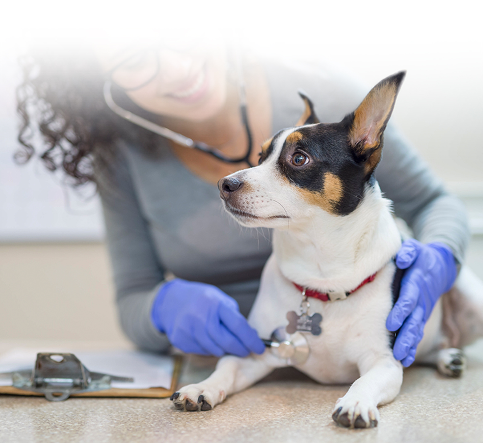 Veterinarian examining dog