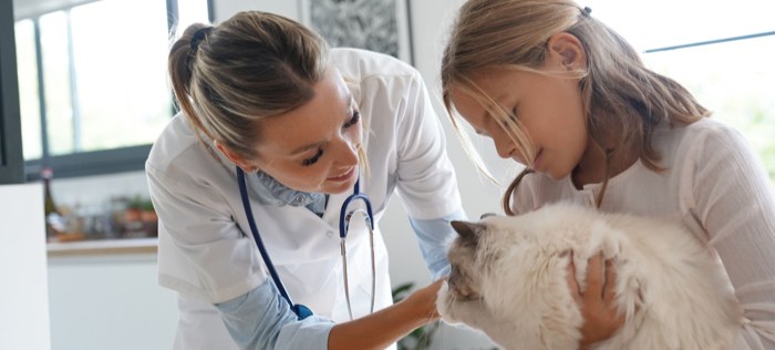 Veterinarian examining cat held by girl