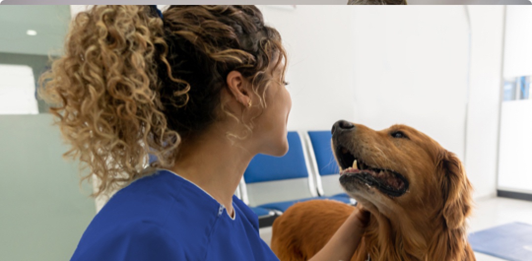 Veterinarian examining dog