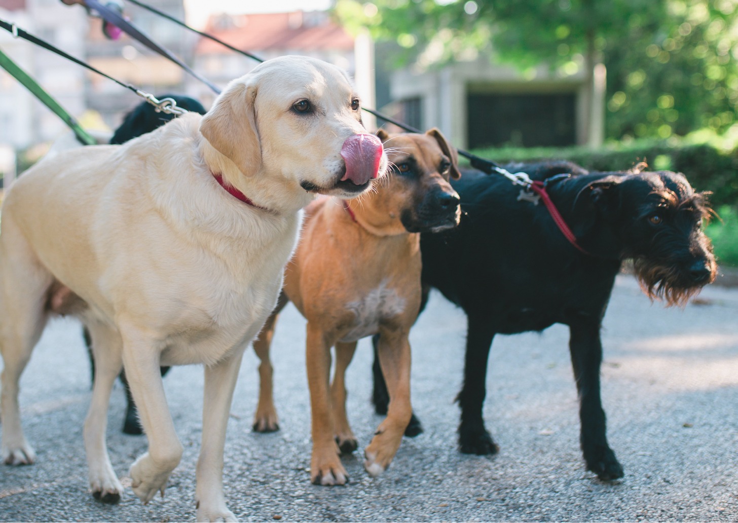 Three dogs on leashes