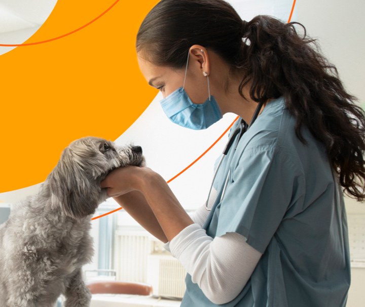 Masked female veterinarian long, brown hair in a ponytail and wearing grey scrubs and a white, long-sleeved shirt underneath examines a dog in front of a colorful wall in the background