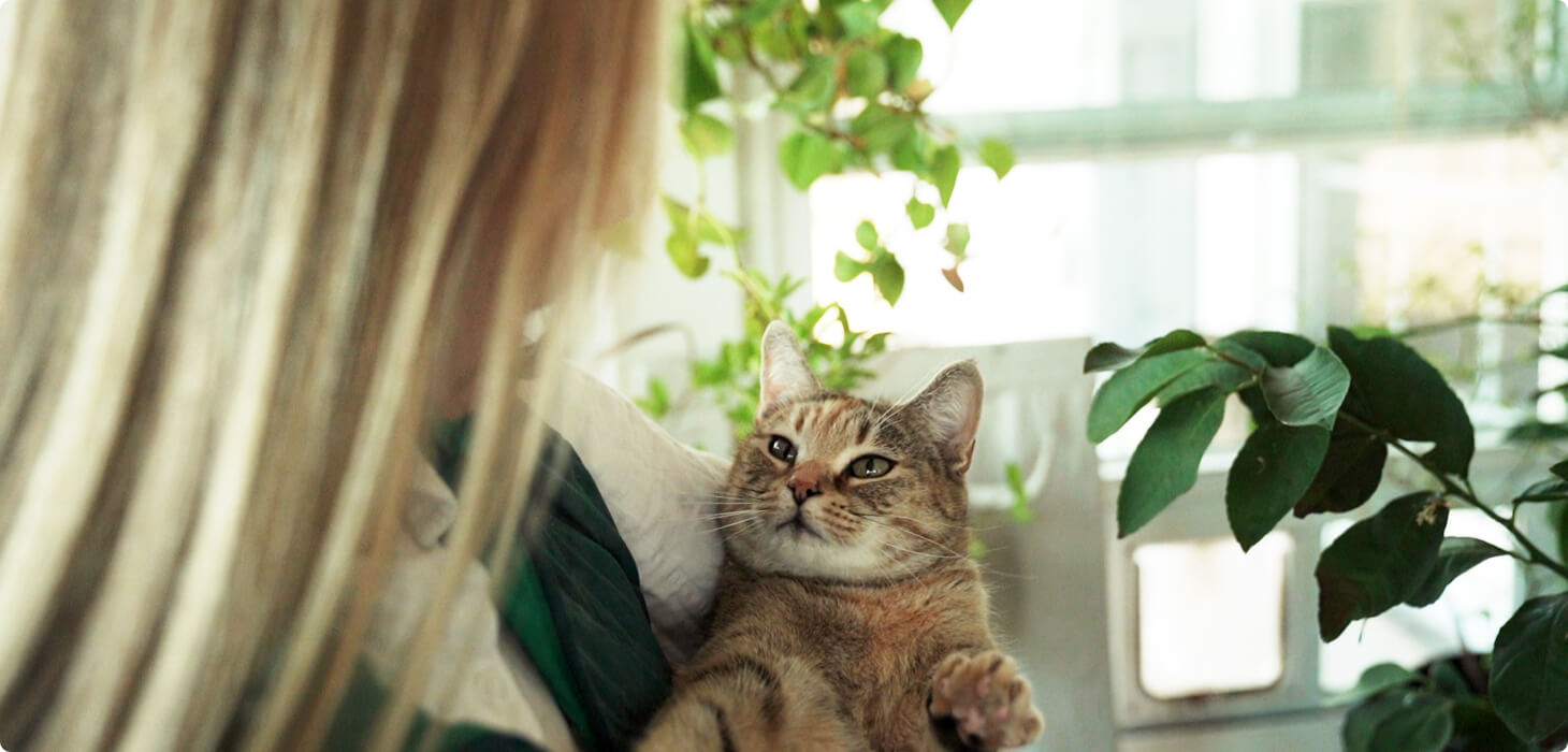 Blonde woman wearing a white and green blouse cradles a housecat in her arms, houseplants beside her and natural outside light shining through the window