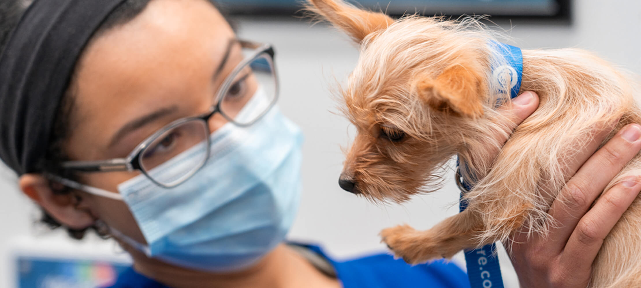Pet Empire Veterinary Clinic and Wellness Center - Videos