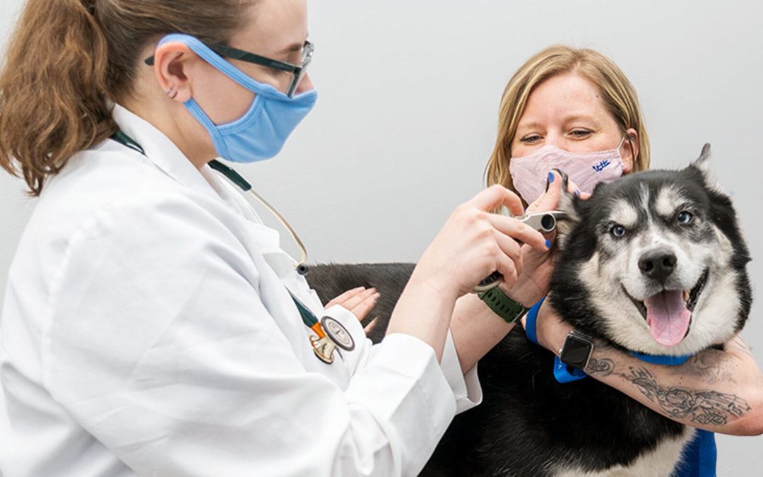 PetIQ’s Team of Two Approach Supports Veterinarians