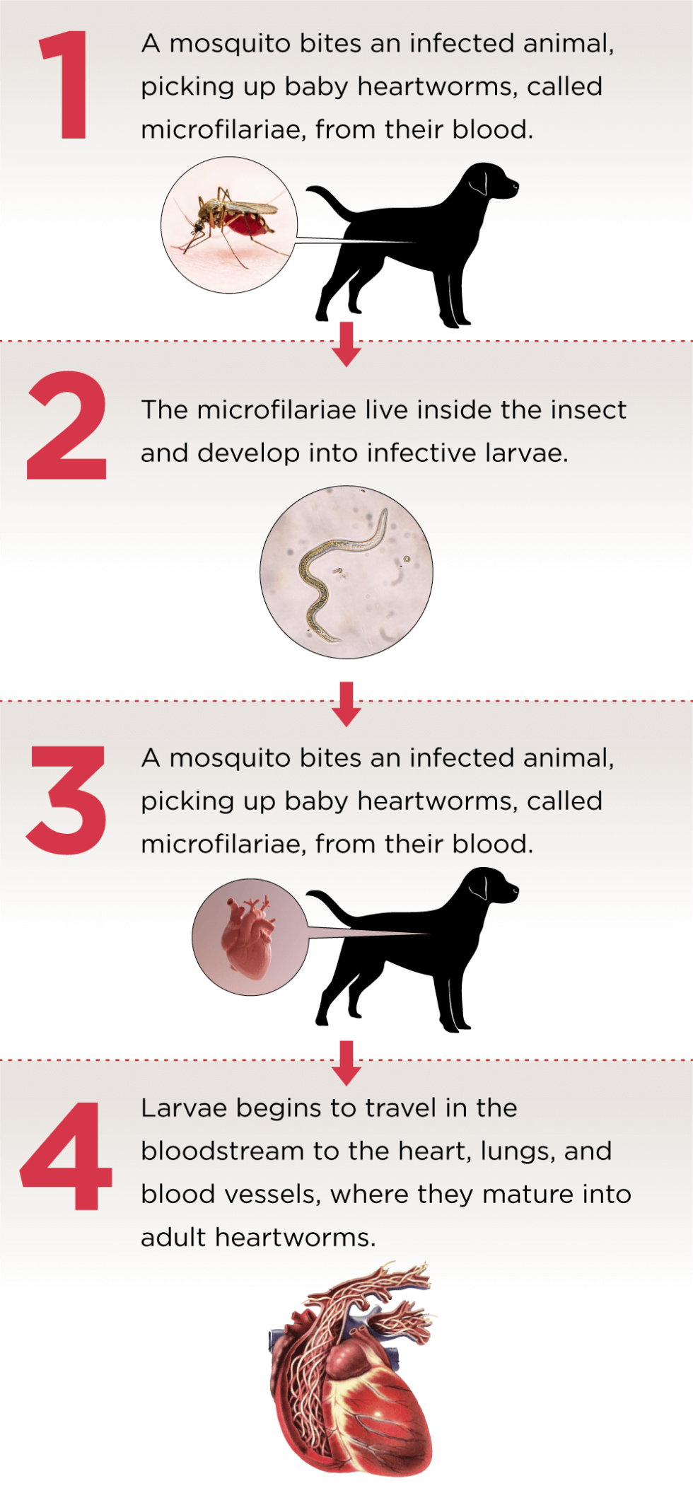 Protect Against Parasites With Nexgard (afoxolaner) Chewables And 