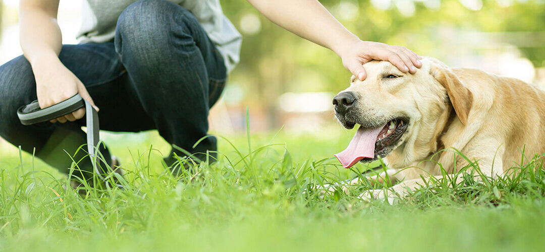 Top Tips for Summer Fun and Safety for Pets