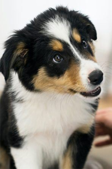 PetIQ in the Community